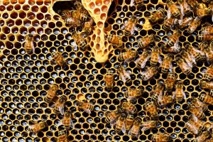 abeilles_queen-cup-337695_960_720